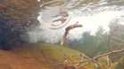 Critically endangered newts released into wild at secret location in Spain