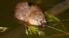 How beavers are quietly tackling Europe’s raging wildfires and helping burnt landscapes recover