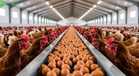 Hog, dairy, chicken output up in Q2