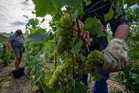 Champagne growers race against time as heatwaves force earliest harvest ever