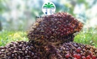 Urus niaga berulang pihak berkaitan Far East lepasi unjuran 10%, melebihi notis ditetapkan sebelum ini