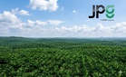 Prospek Johor Plantations disokong 82% pokok produktif, MBSB Research mulakan liputan saran 'beli' saham