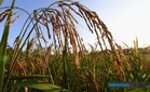 Kos diesel meningkat punca sebahagian pesawah Sabah tangguh tanam padi
