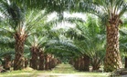 Ladang sawit di Sarawak dijangka paling teruk terjejas akibat El Niño - AmInvest