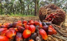Harga minyak sawit mentah dijangka kekal melebihi RM4,600 pada September, bekalan semakin ketat - MPOC