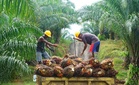 Penghasilan biodiesel B12 dijangka tingkatkan penggunaan minyak sawit kepada 900,000 tan - CIMB Securities