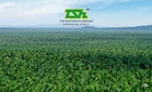 Untung TSH Resources dijangka susut pada FY2026 susulan pengeluaran buah sawit lebih rendah – Penganalisis