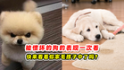 被惯坏的狗的表现 一次看🐶快来看看你家毛孩子中了吗❓