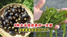 8种大马特色食材 一次看✨快来看看你吃过几个❓