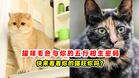 猫咪毛色与你的五行相生密码 🐈快来看看你的猫旺你吗❓