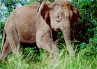 Bangkai Gajah Pygmy Ditemui Tanpa Kepala, Pihak Berkuasa Siasat Aktiviti Pemburuan Haram