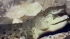 Video Buaya Baham Anjing Cetus Kebimbangan Pengunjung Port Dickson