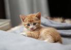 Video Pukul Anak Kucing Dengan Penyapu Tular, Lelaki Ditahan Aniaya Haiwan