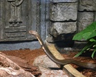 Anggota APM Maut Dipatuk Tedung Selar Ketika Demonstrasi Reptilia