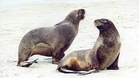 长鼻海狗验出H5N1  澳洲首哺乳动物染禽流感