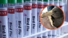 澳洲首现H5N1海鸟群死 官员忧疫情扩大