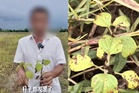 农民依AI配方喷药 150亩芝麻一夜枯死