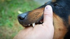 28年来首宗！吉打31岁男染狂犬病不治