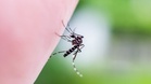 骨痛热症病例暴增66% 大马累计62宗死亡病例