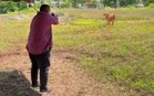 Tembak Kaki Lembu Mengamuk Demi Keselamatan, Lepas Jatuh Baru Sembelih – MB Perlis