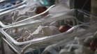 Dakwa Bayi Tertukar Dalam Wad, Bapa Persoal Kecuaian SOP