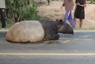 Tapir Tular Muncul Di Jalan Berakhir Tragis, Daging Dipercayai Dimasak Tumis Pedas
