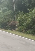 Sayu! Ibu Gajah Enggan Tinggalkan Anak Selama 7 Jam Selepas Dirempuh Kereta