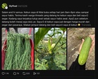 Wanita Buka Kebun Sayur Percuma, Pengunjung Boleh Petik Sendiri & Bayar Ikut Berat