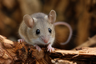 Wabak Hantavirus : 3 Maut, WHO Pantau Penularan Kes Di Sebuah Kapal Persiaran Mewah