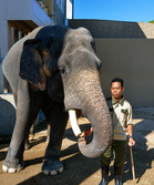Tiga Mahut Pusat Konservasi Gajah Kebangsaan Dihantar Pantau Dara, Amoi Dan Kelat