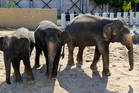 Zoo Tennoji Kongsi Foto Dara, Amoi Dan Kelat, Dakwa Tiga Gajah Malaysia Dalam Keadaan Baik