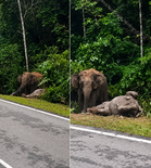 Tragedi Berulang, Ibu Gajah ‘Setia’ 7 Jam Di Sisi Anak Yang Mati Dilanggar Kereta
