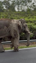 “Di Mana Sulong Pagi Ni?” – Netizen Risau Nasib Gajah Cedera Di Laluan Gerik-Jeli