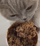 Pencinta Haiwan ‘Naik Angin’ Lihat Ameera Khan Beri Kucing Makan Coklat, Tuan Badan Beri Penjelasan