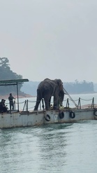 (VIDEO) Gajah Liar ‘Sulong Chalil’ Selamat Dipindahkan Ke Taman Negara Terengganu