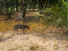 Diserang Lima Anjing Liar, Kanak-Kanak Parah Selamat Jalani Pembedahan – “Adik Sangat Lemah, Nafasnya Perlahan..”