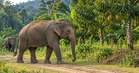 Gangguan Gajah Liar Di Bukit Bangkong, Chemor: PERHILITAN Laksana Kawalan Dan Pemantauan