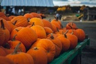 7 Places to Get Free Pumpkins