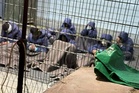 Israel Benarkan Askar Tertuduh Dera Seksual Tahanan Palestin Kembali Bertugas
