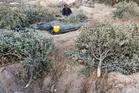 Jentolak Rejim Israel Bertindak Cabut Pokok Zaitun Palestin Menjelang Musim Tuaian