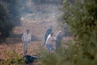 Peneroka Haram Israel Serang Penuai Zaitun Palestin di Tebing Barat yang Diduduki