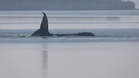 Whale Timmy is dead, GPS tracker confirms identity