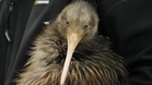 Kiwi birds return to New Zealand's capital after a century away