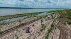 El Niño: Almost everywhere will face above average summer temperatures, WMO warns