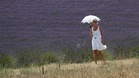 Lavender Provence farmers forced to raise laying hens to keep their activity going