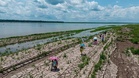 Severe drought, energy shortages and food insecurity: What El Niño could mean for Europe this year