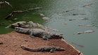 UK police say man under arrest after toddler 'ended up' in crocodile pen at zoo