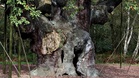 Robin Hood’s famed Sherwood Forest 1,200-year-old oak tree declared dead