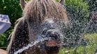 Germany breaks heat record again