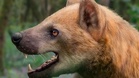 Spanish scientists discover new 'bear-dog' species in Catalonia from 15.9 million years ago